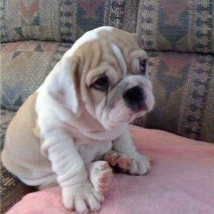 Meet your Posher, Lana